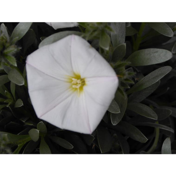 Visuel 1 du produit Convolvulus Cneorum (liseron de Turquie) en pot de 2 L blanc