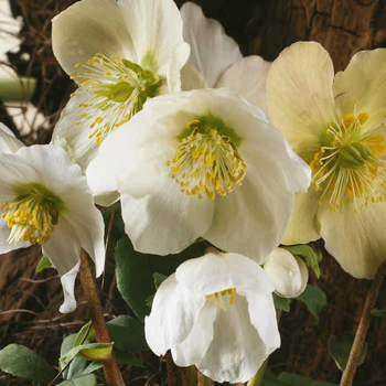 Visuel 1 du produit Rose de Noel blanche - Le pot de 9 x 9 cm