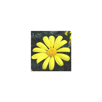 Visuel 1 du produit Euryops Pectinatus - Le pot de 1 litre