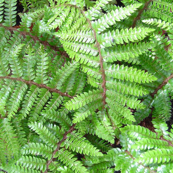 Visuel 1 du produit Fougère Polystichum Setiferum 'Proliferum' - Le pot de 2 litres