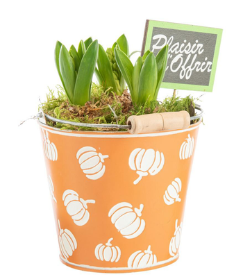 Visuel 1 du produit Jacinthe x 3 pot zinc décor courges - Ø 13 cm