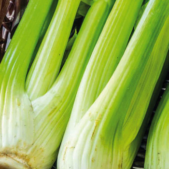 Visuel 1 du produit Céléri Branche Vert Tango Bio. La barquette de 3 plants