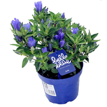 Visuel 1 du produit Gentiane Scabra - Le pot de 10,5 cm