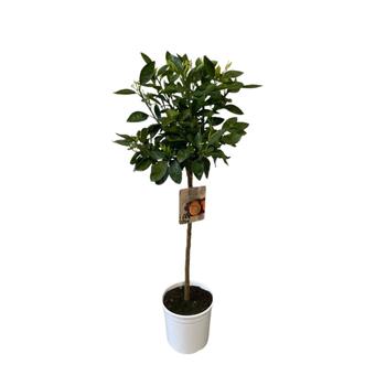 Visuel 1 du produit MANDARINIER SATSUMA