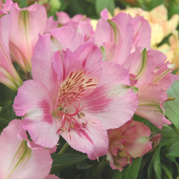 Visuel 1 du produit Alstroemeria. Le pot de 21 cm