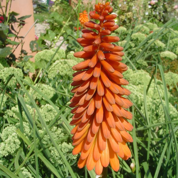 Visuel 1 du produit Kniphofia Uvaria - Le pot de 4 litres