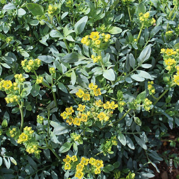 Visuel 1 du produit Rue - Le pot de 10,5 cm