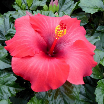 Visuel 1 du produit Hibiscus long Life Pacific Beauty - Le pot de 10 litres
