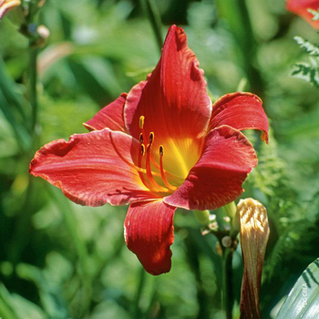Visuel 1 du produit Hémérocalle ou Lys d'un jour à fleurs multicolores - Le pot de 2 litres