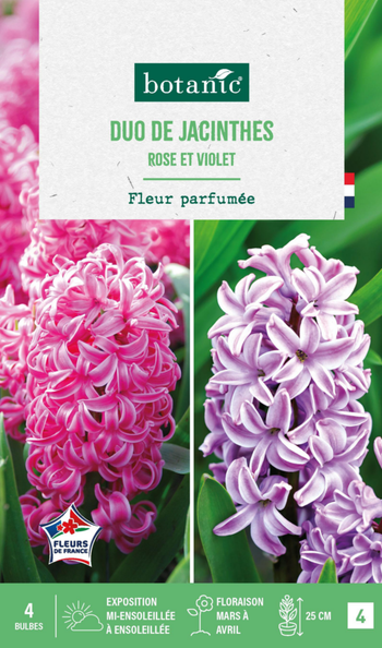 Visuel 1 du produit Jacinthe en duo botanic® - 4 bulbes