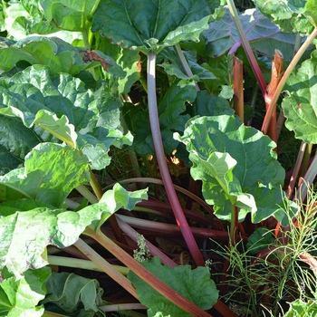 Visuel 1 du produit Rhubarbe Bio. Le pot de 4,6 litres