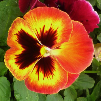 Visuel 1 du produit Pensée (viola) - La barquette de 6 plants