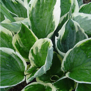 Visuel 1 du produit Hosta Tambourine - Le pot de 4 litres