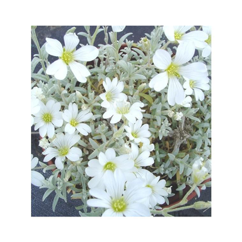 Visuel 1 du produit Cerastium Tomentosum - Le pot de 10,5 cm