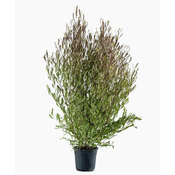 Visuel 1 du produit Dodonea Viscosa Purpurea (Dodonea pourpre) en pot de 30 L rouge