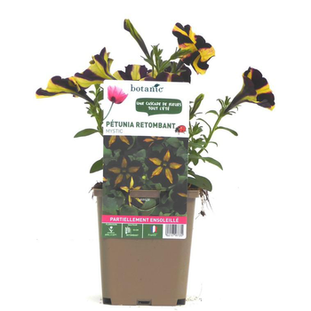 Visuel 1 du produit Pétunia mystic noir et jaune - Le pot de 9 x 9 cm