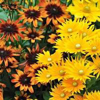 Visuel 1 du produit Rudbeckia annuel - Le pot de 2,5 litres