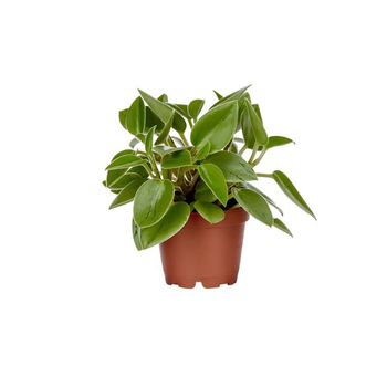 Visuel 1 du produit Peperomia Pixie – Pot de Ø12 cm