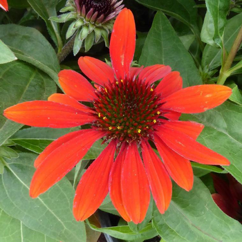 Visuel 1 du produit Echinacea Sunseekers rouge - Le pot de 4 litres