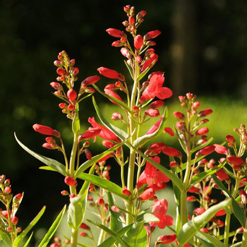 Visuel 1 du produit Penstemon riding hood series rouge en pot de 2 L