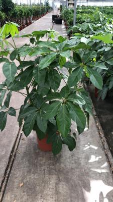 Visuel 1 du produit Schefflera Amate 3 touffes. Le pot de Ø 30 x H 130 cm