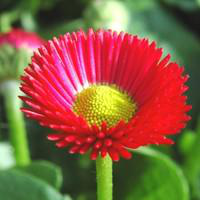 Visuel 1 du produit Pâquerette - La barquette de 6 plants