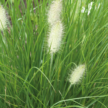 Visuel 1 du produit Pennisetum Villosum Compactum - Le pot de 9 x 9 cm