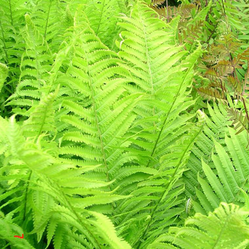 Visuel 1 du produit Fougère Athyrium Filix-Femina - Le pot de 2 litres