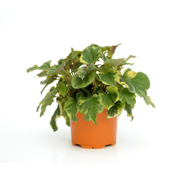 Visuel 1 du produit Houttuynia Cordata Chameleon - Le pot diam 12 cm
