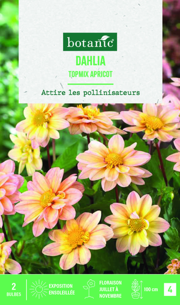 Visuel 1 du produit Bulbes de fleurs Dahlia Topmix Apricot botanic® - 2 bulbes