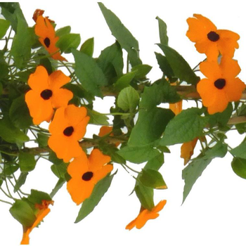 Visuel 1 du produit Plantes annuelles grimpantes - Le pot de 2 litres