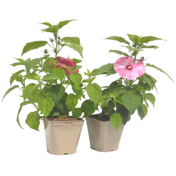 Visuel 1 du produit Hibiscus Moscheutos multicolore. Le pot de 3 litres