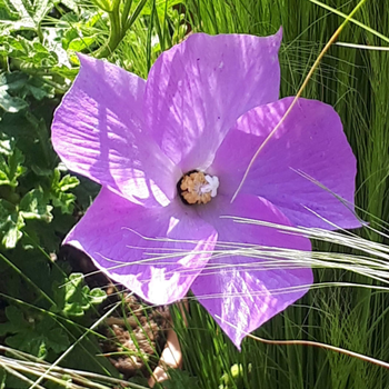 Visuel 1 du produit Alyogyne Deligh Fully. Le pot de 3,4 litres