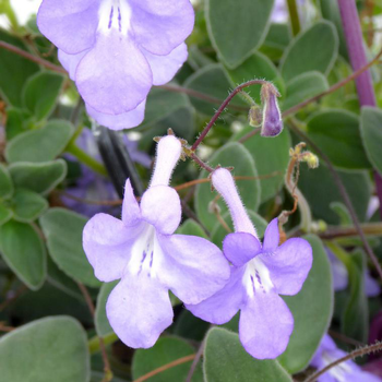 Visuel 1 du produit Streptocarpus - La jardinière de 40 cm