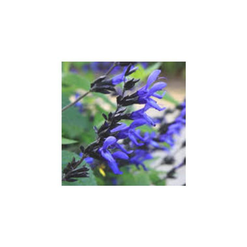 Visuel 1 du produit Salvia Amistad - Le pot de 7,5 litres