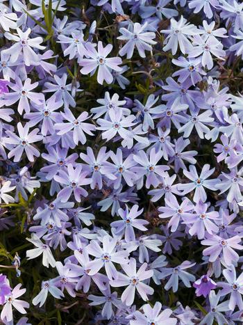 Visuel 1 du produit Phlox nain ‘Emerald Cushion Blue’ - Le pot de 2 litres