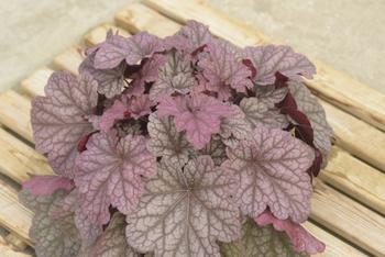 Visuel 1 du produit Heuchère ‘Berry Smoothie’ - Le pot de 2 litres