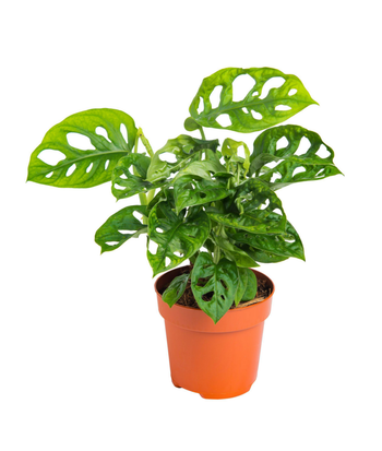 Visuel 1 du produit Monstera adansonii vert. Le pot Ø 12 cm