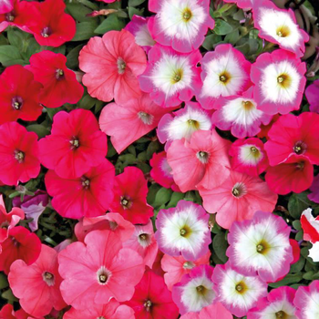 Visuel 1 du produit Petunia - La barquette de 4 plants