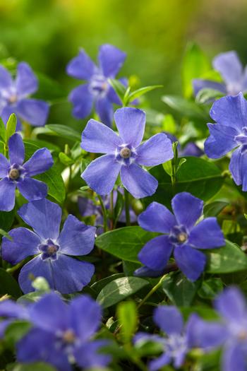 Visuel 1 du produit Petite pervenche  - Le pot de 2 litres