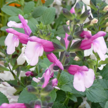 Visuel 1 du produit Sauge vivace divers coloris. Le pot de 2 litres