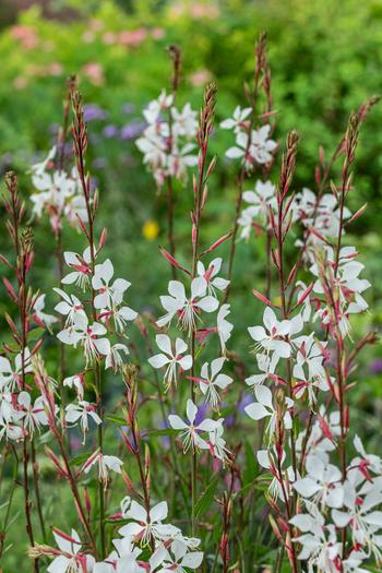 Visuel 1 du produit Gaura  - Le pot de 2 litres