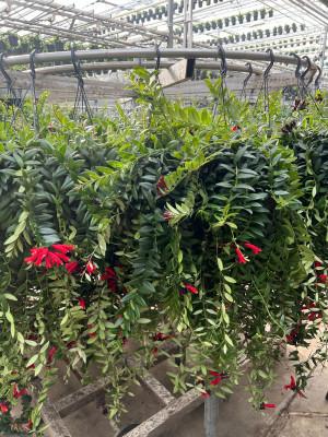 Visuel 1 du produit Aeschynanthus caro XXL. La suspension de Ø 15 x H 70 cm