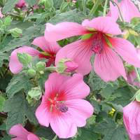 Visuel 1 du produit Anisodontea - Le pot de 2 litres