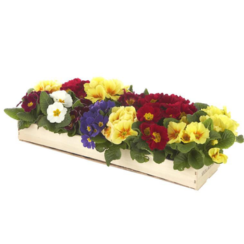 Visuel 1 du produit Primevère des jardins - La cagette bois de 14 plants