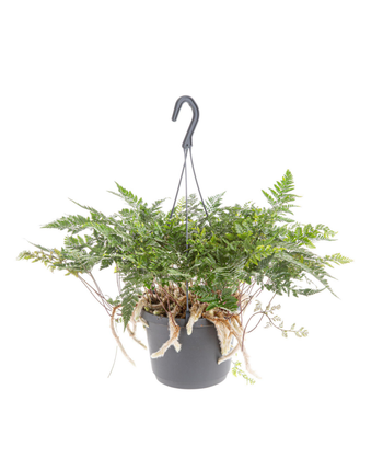 Visuel 1 du produit Fougère patte de lapin verte. La suspension Ø 14 cm