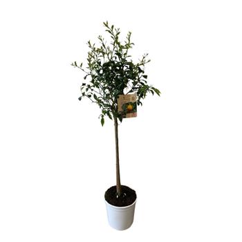 Visuel 1 du produit YUZU