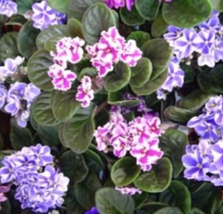 Visuel 1 du produit Saint-Paulia. Le pot de Ø 12 cm