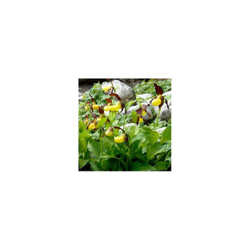 Visuel 1 du produit Orchidée de balcon - Le pot de 2,5 litres