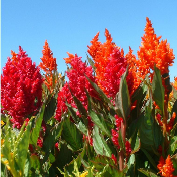 Visuel 1 du produit Célosie (Celosia) à fleurs multicolores - Le pack de 4 plants